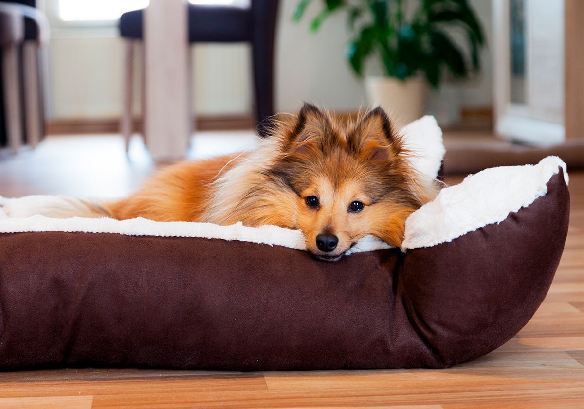 Chien dans son panier