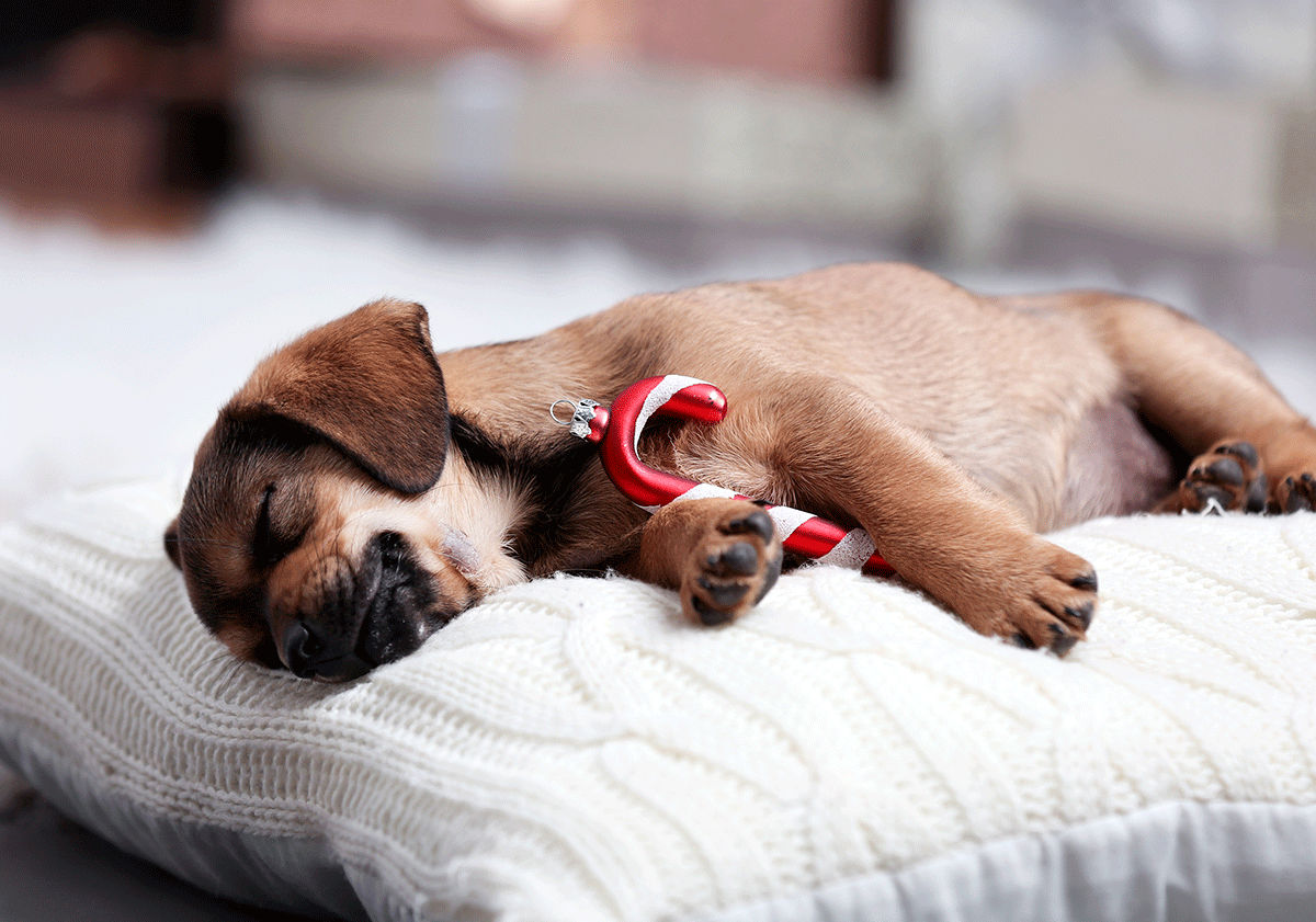 Chiot couché dans son panier