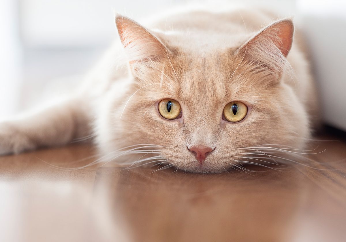 Gros plan d'un chat couché sur le sol