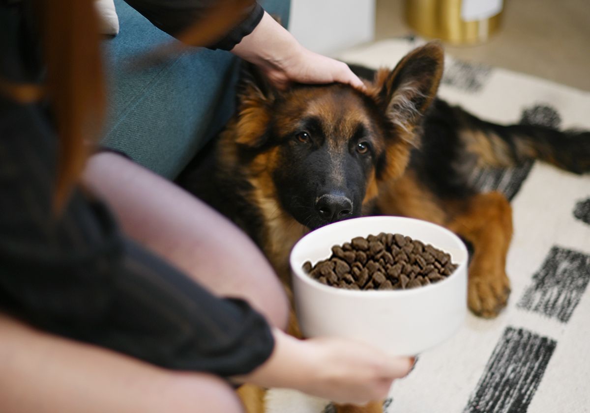 Chiot berger allemand regardant sa gamelle de croquettes