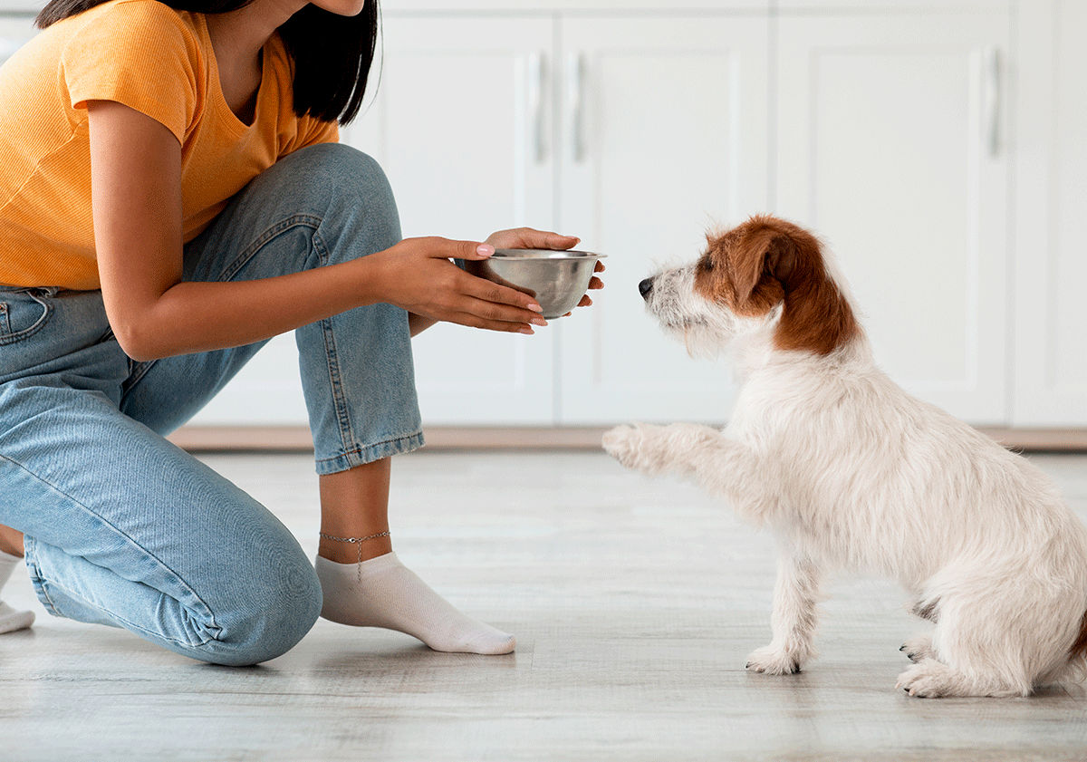 Diarrhée chez le chien : comment les éviter et les soigner ?