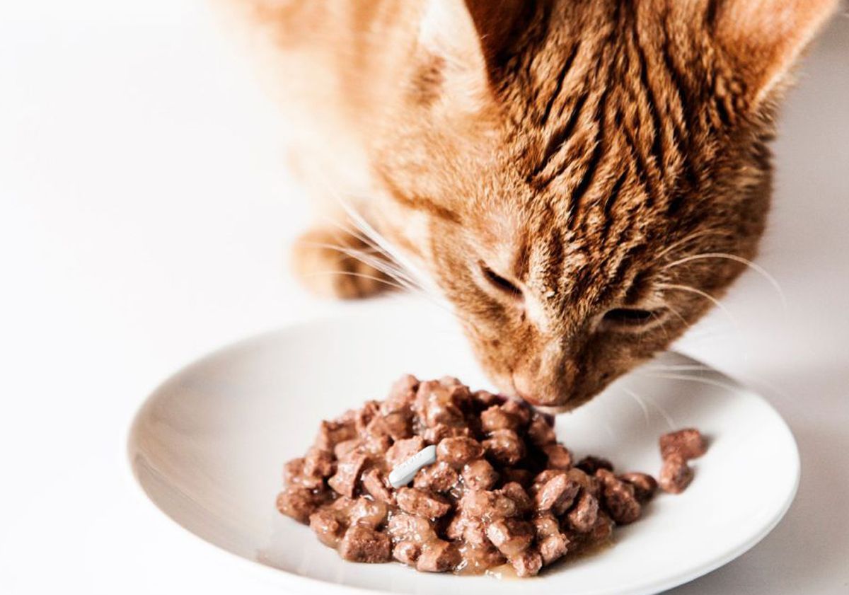 Médicament mélangé avec la nourriture du chat