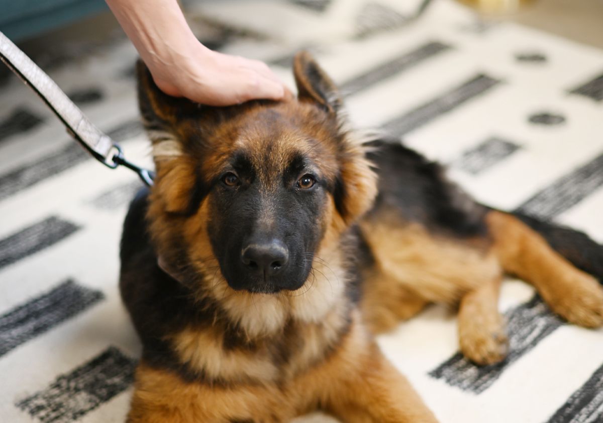 Chien couché en pleine séance de dressage et d'éducation