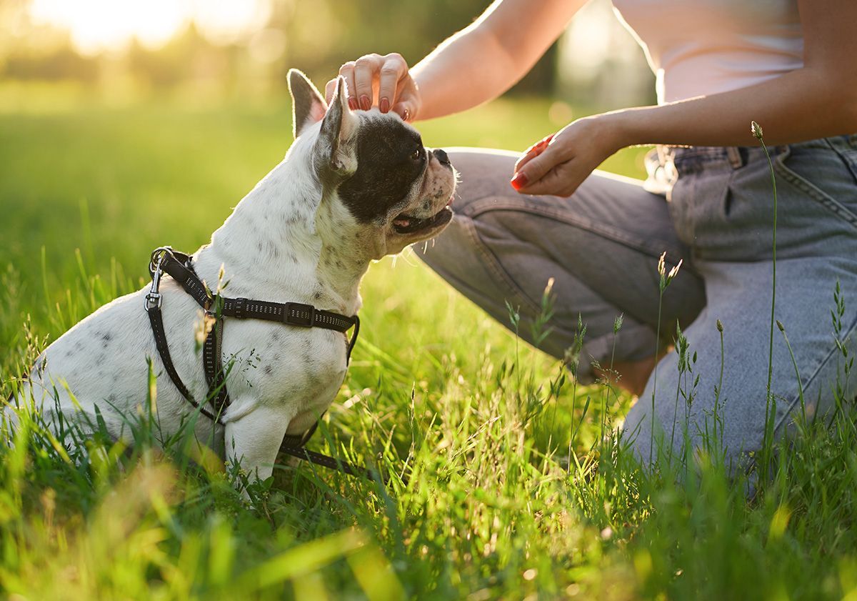 chien recevant une friandise dans un parc avec son maître