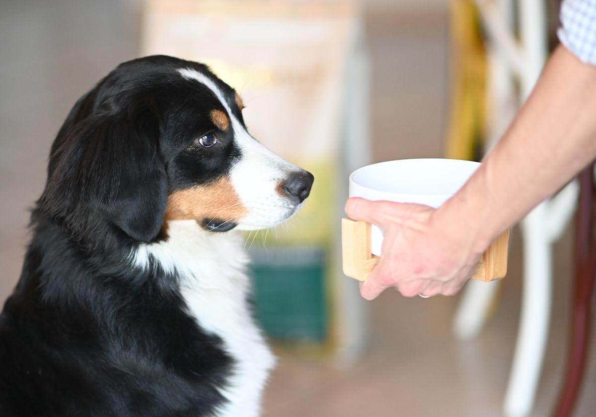 Un cane da montagna bernese vicino alla ciotola del cibo