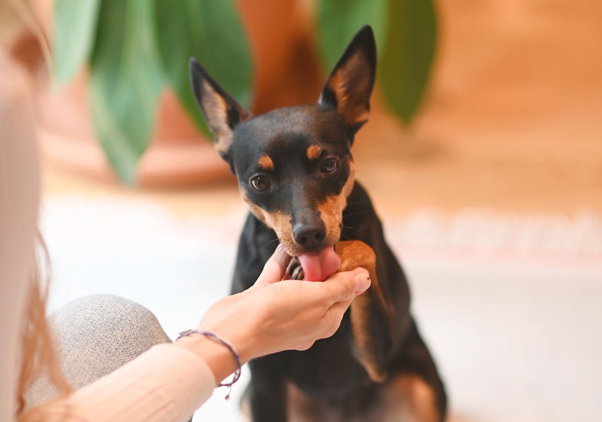 pinscher nain léchant la main de sa maîtresse