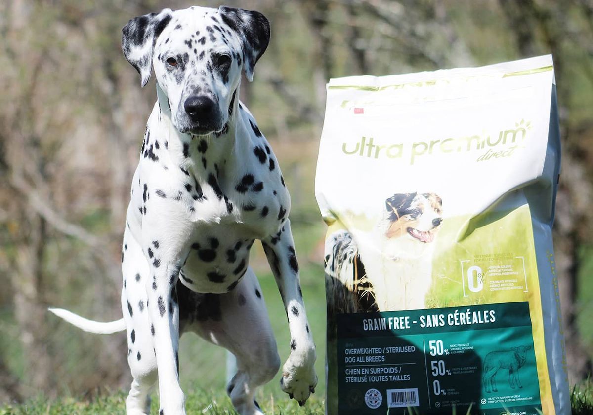 Dalmata all'aperto vicino a un pacchetto di crocchette
