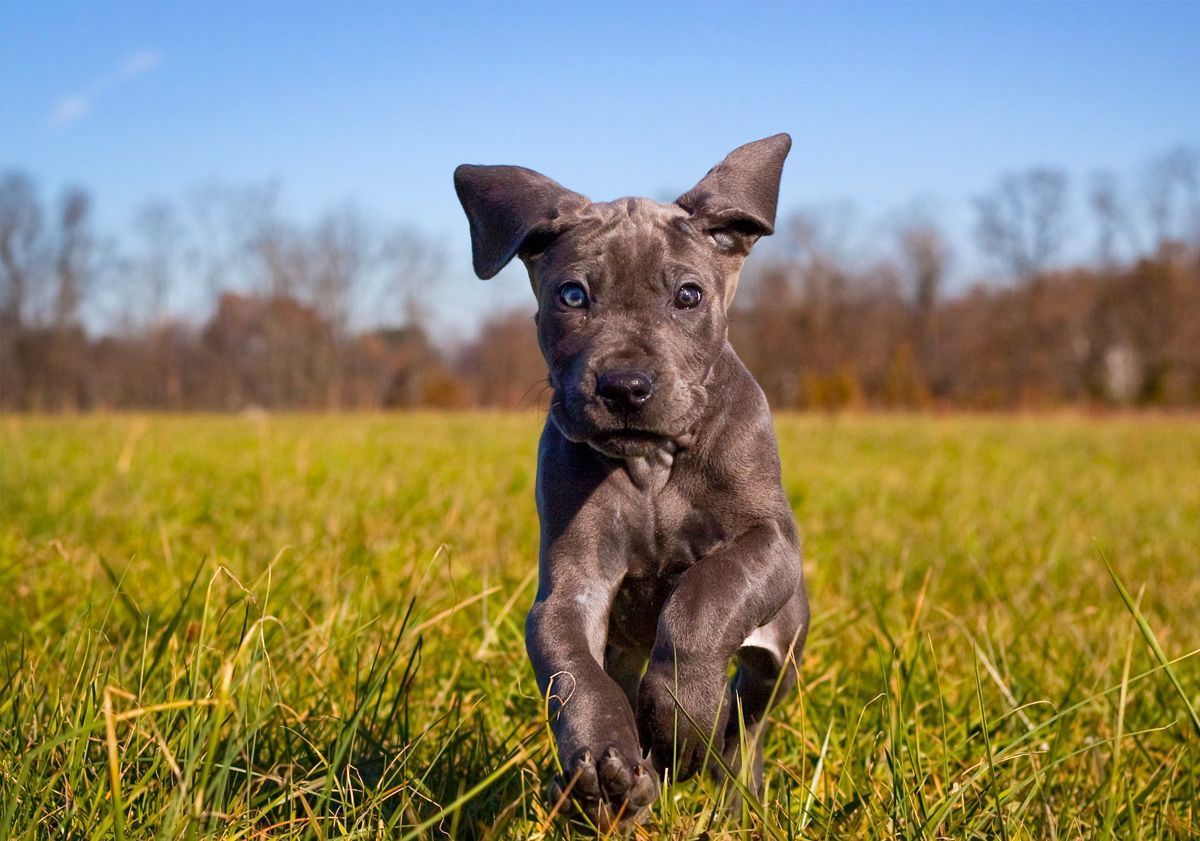 Cucciolo di alano che corre all'aperto