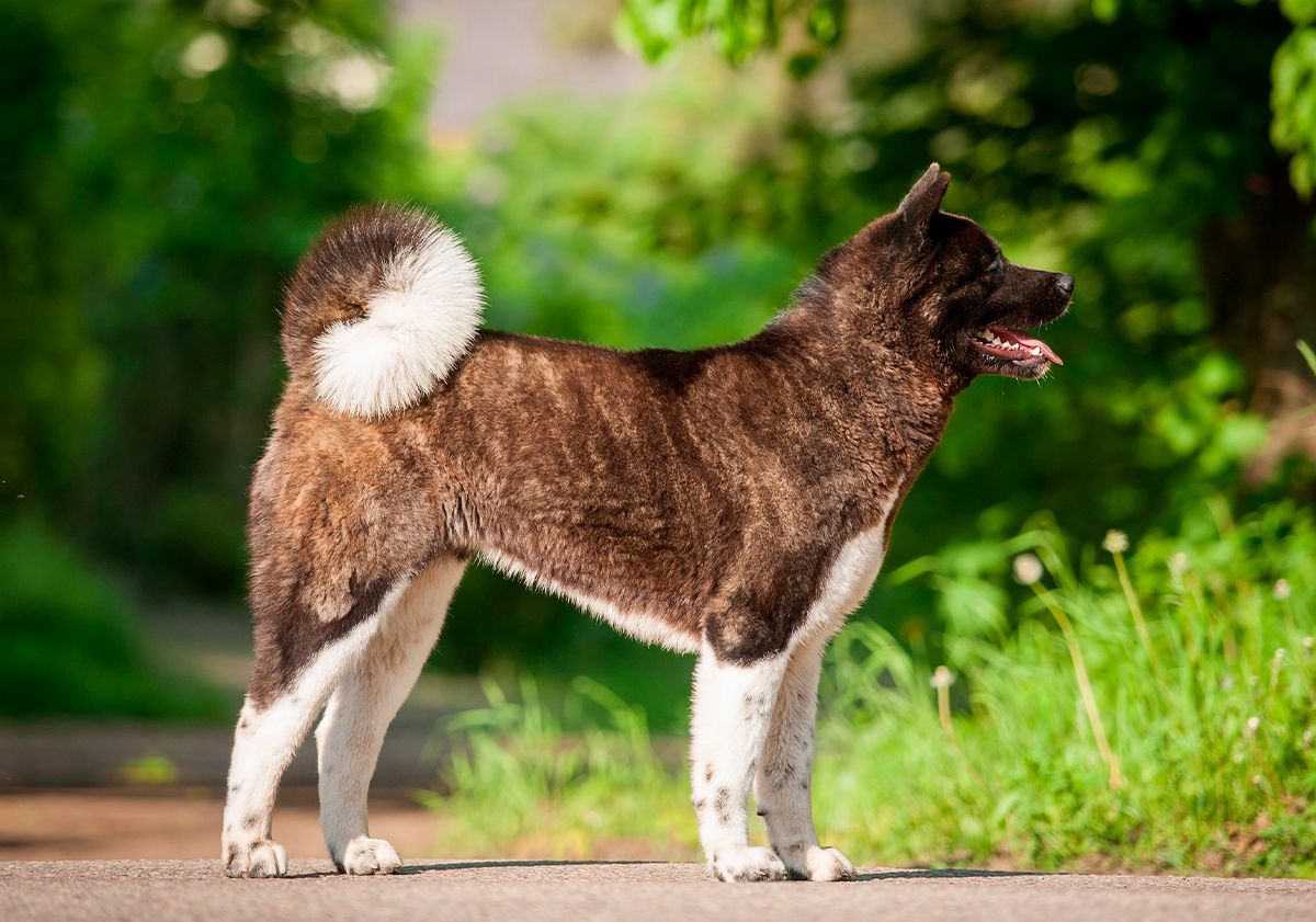 Akita inu de profil 