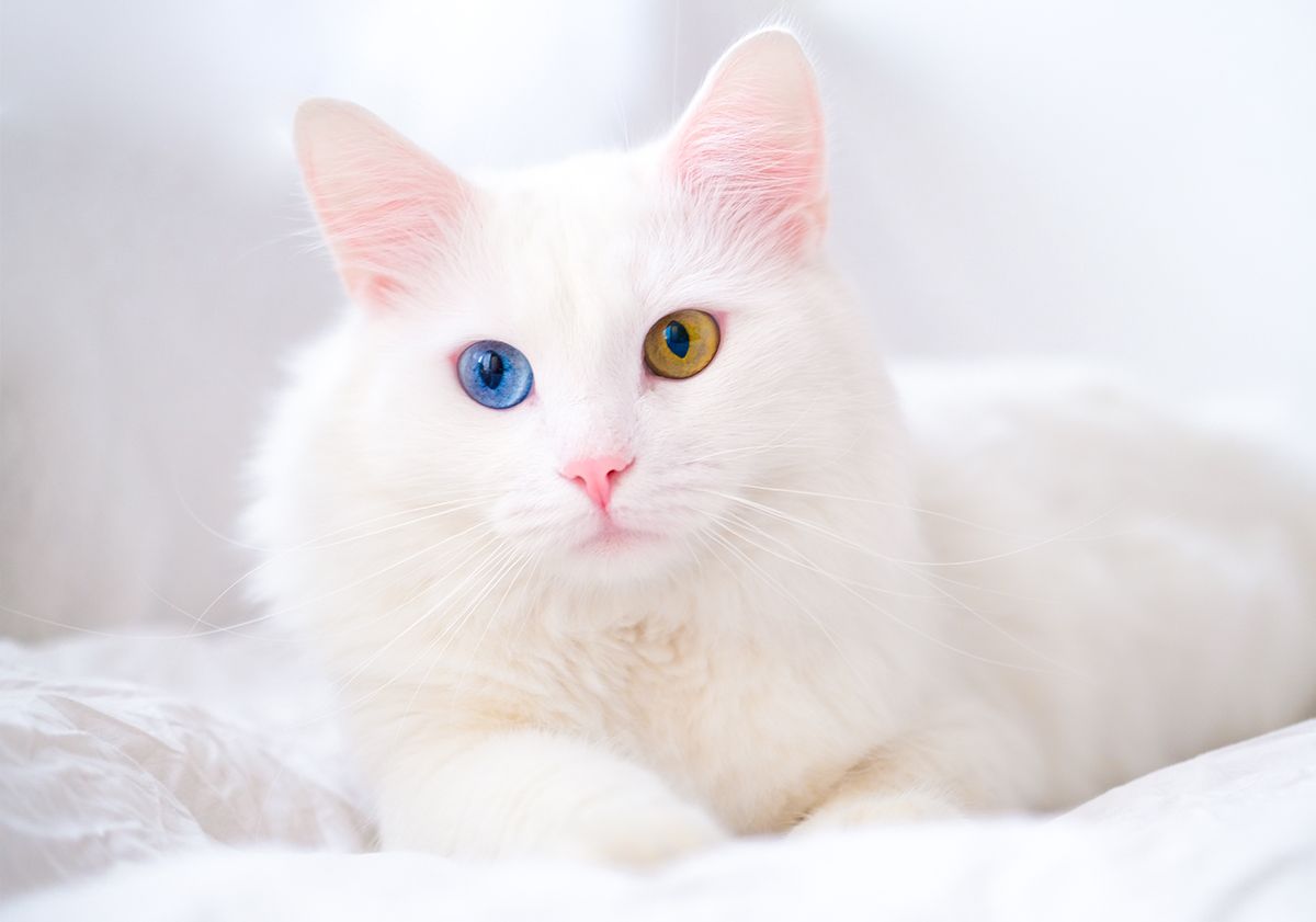 Angora turc blanc aux yeux vairons couché