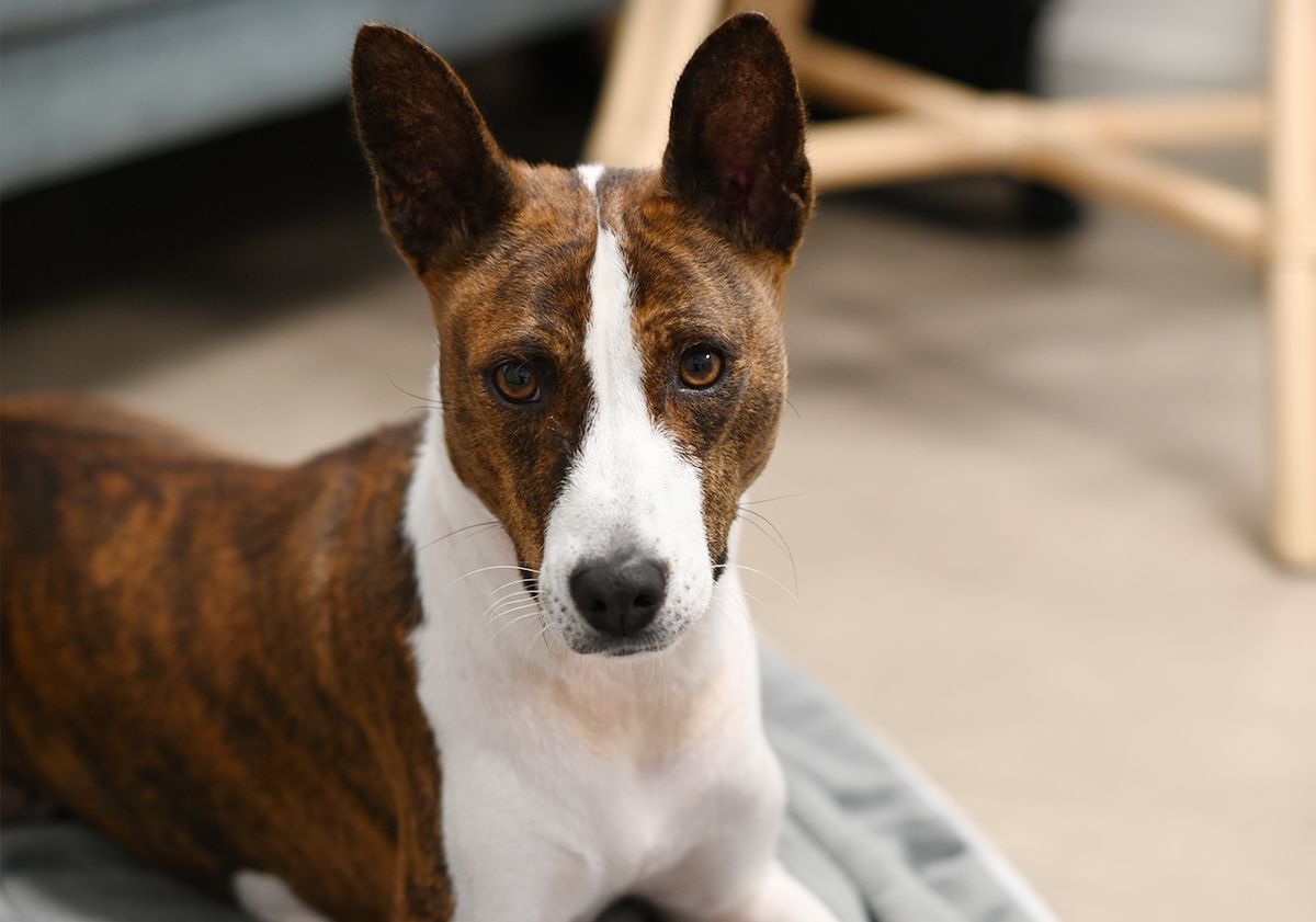 Gros plan sur un basenji en intérieur