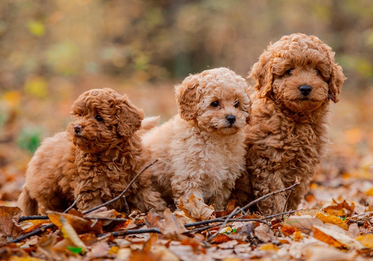 3 chiots caniche