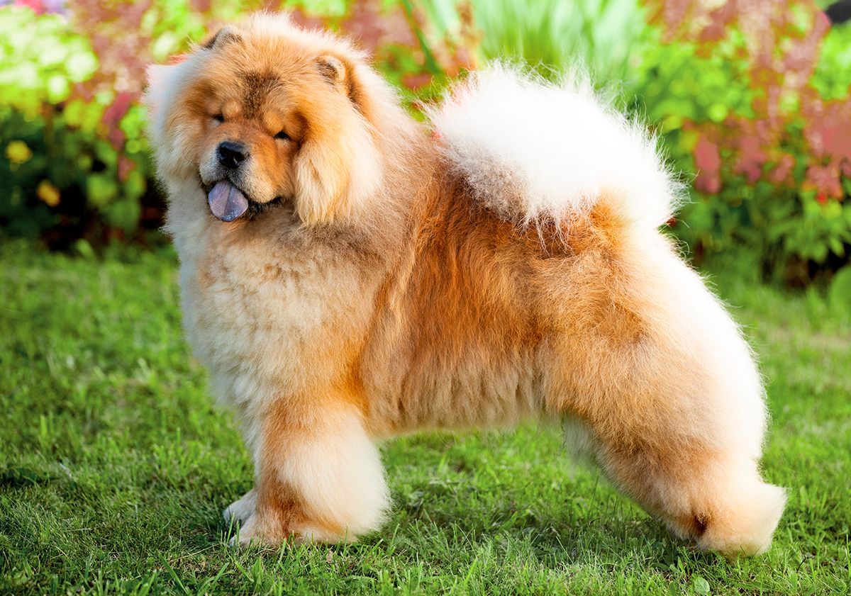 Chow-chow de profil, la langue tirée