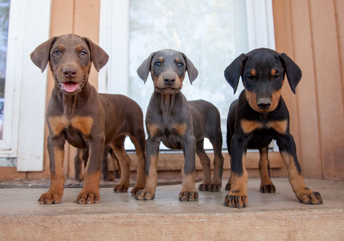 3 chiots doberman