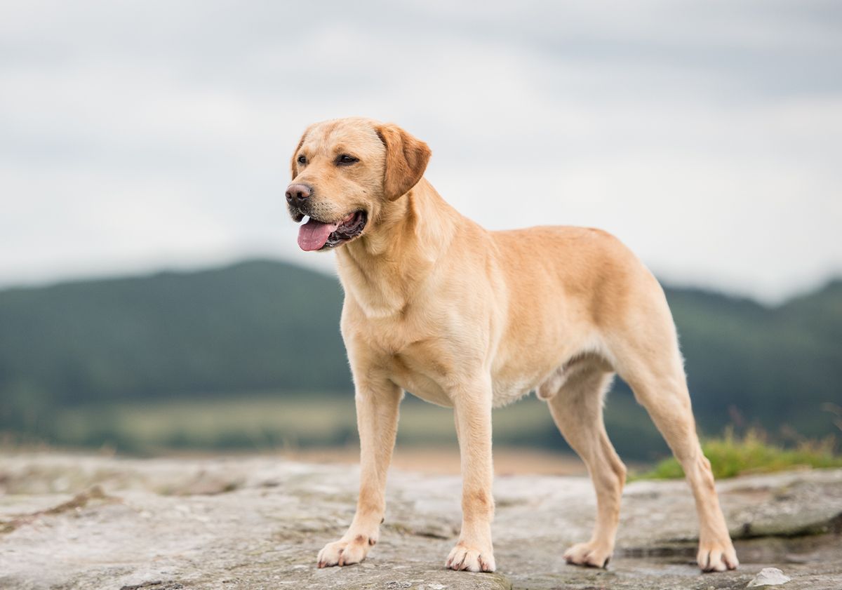 Labrador 