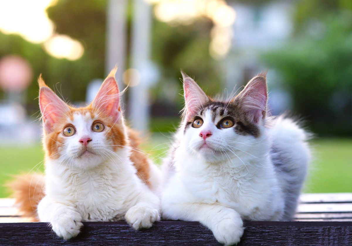 Trois races de chats sans poils à découvrir !