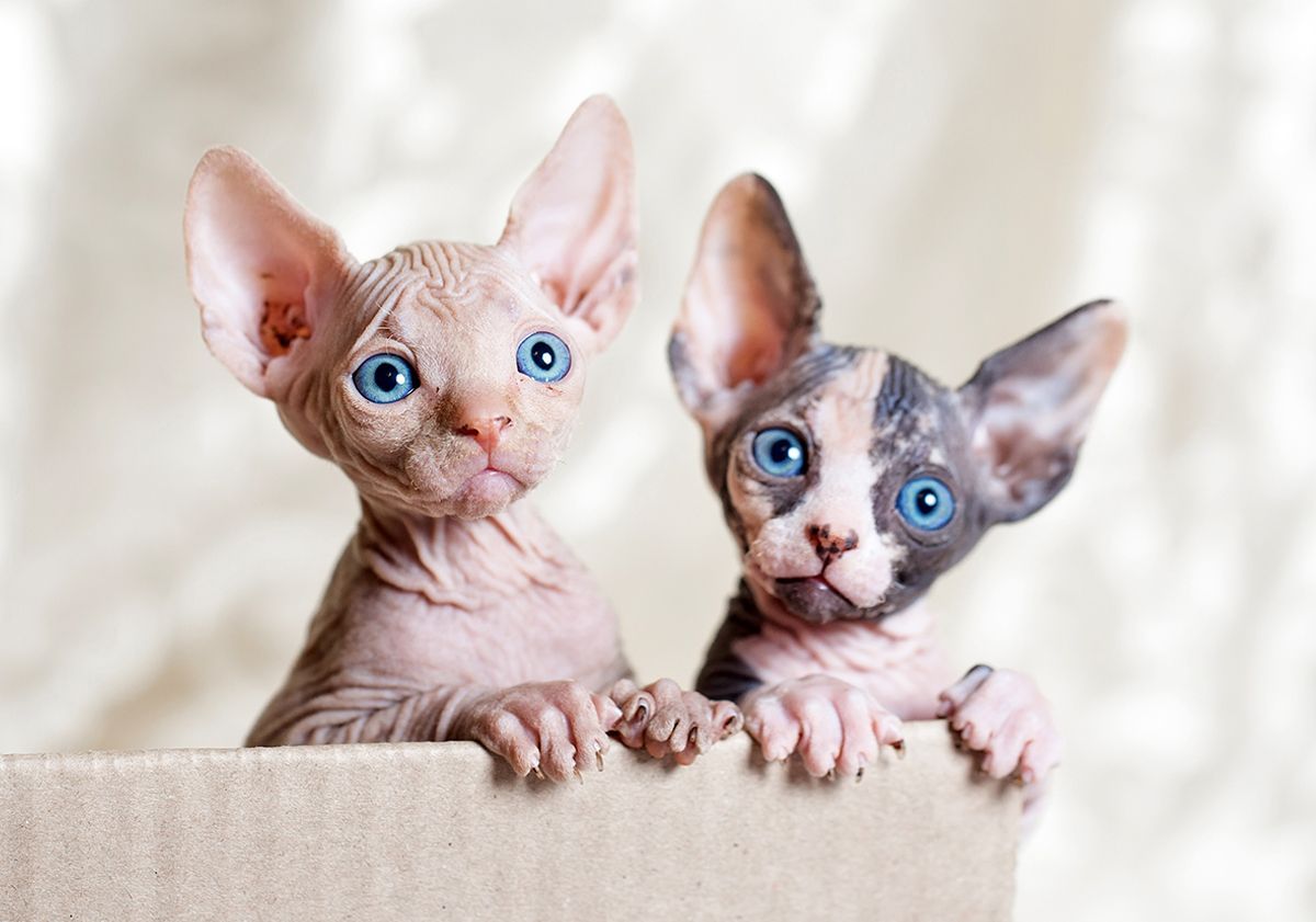 2 chatons sphynx