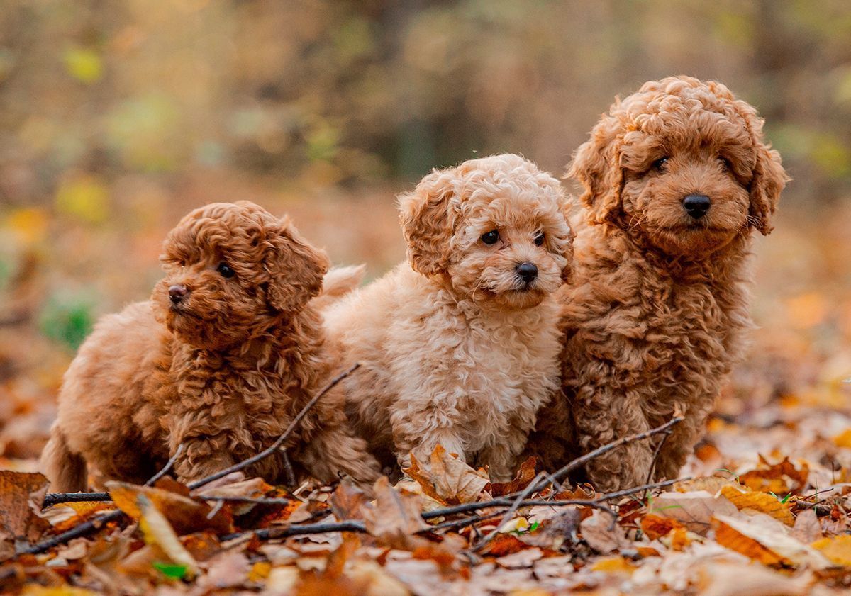 3 cuccioli di barboncino