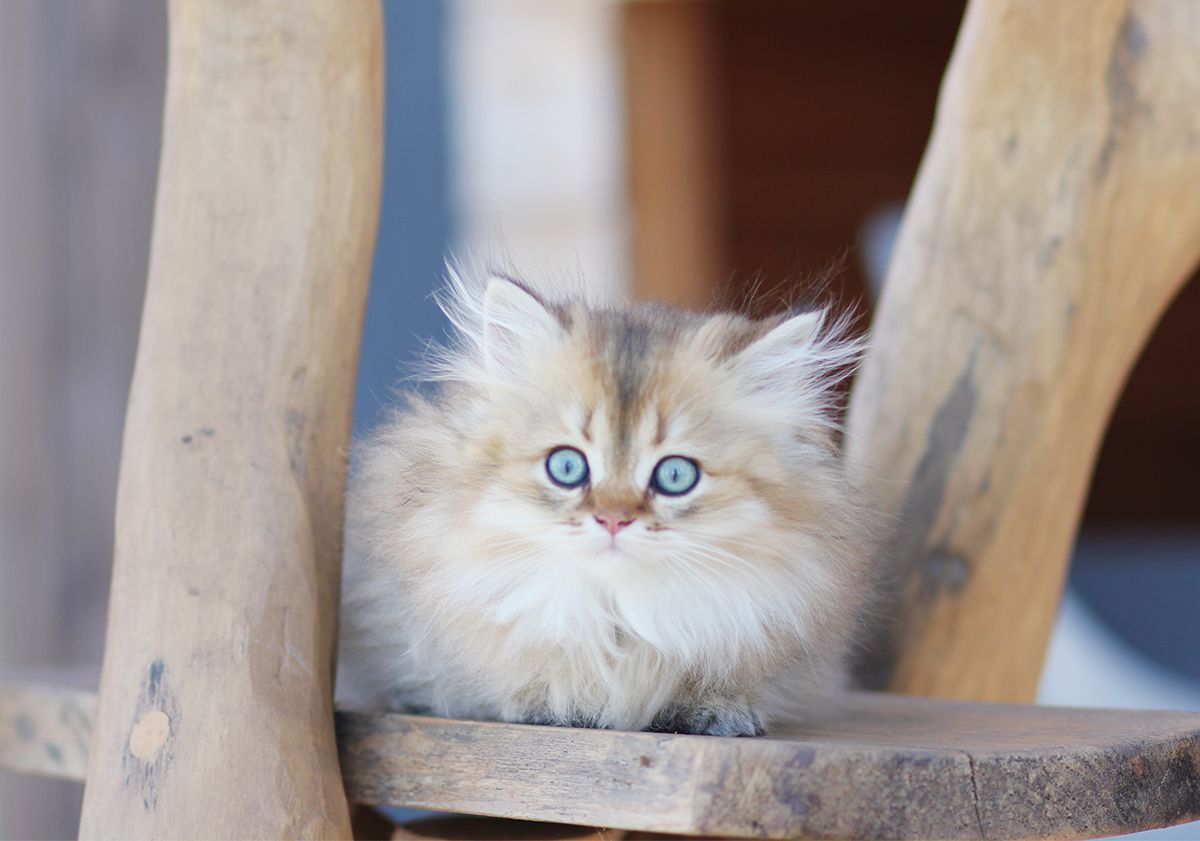 british longhair gattino