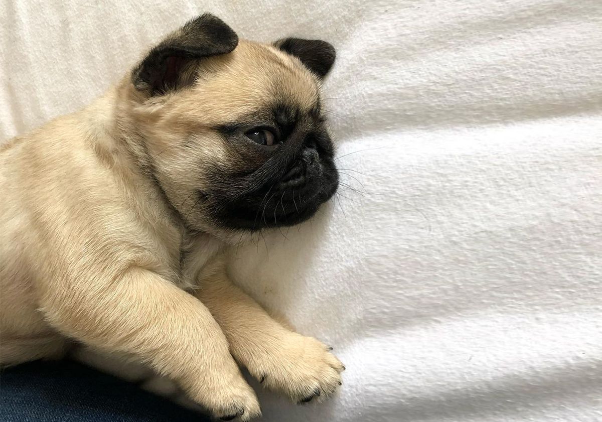 Carlino