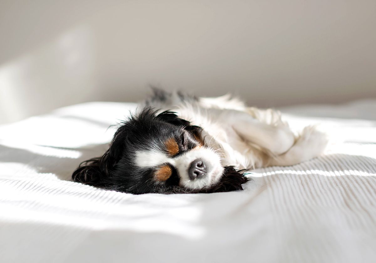 Cavalier King Charles sdraiato su un letto