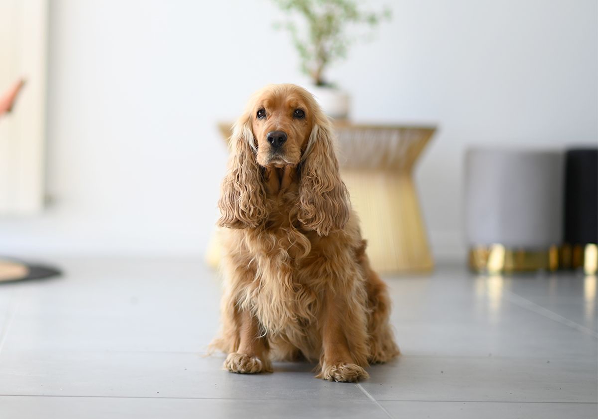 Cocker seduto nel soggiorno di una casa