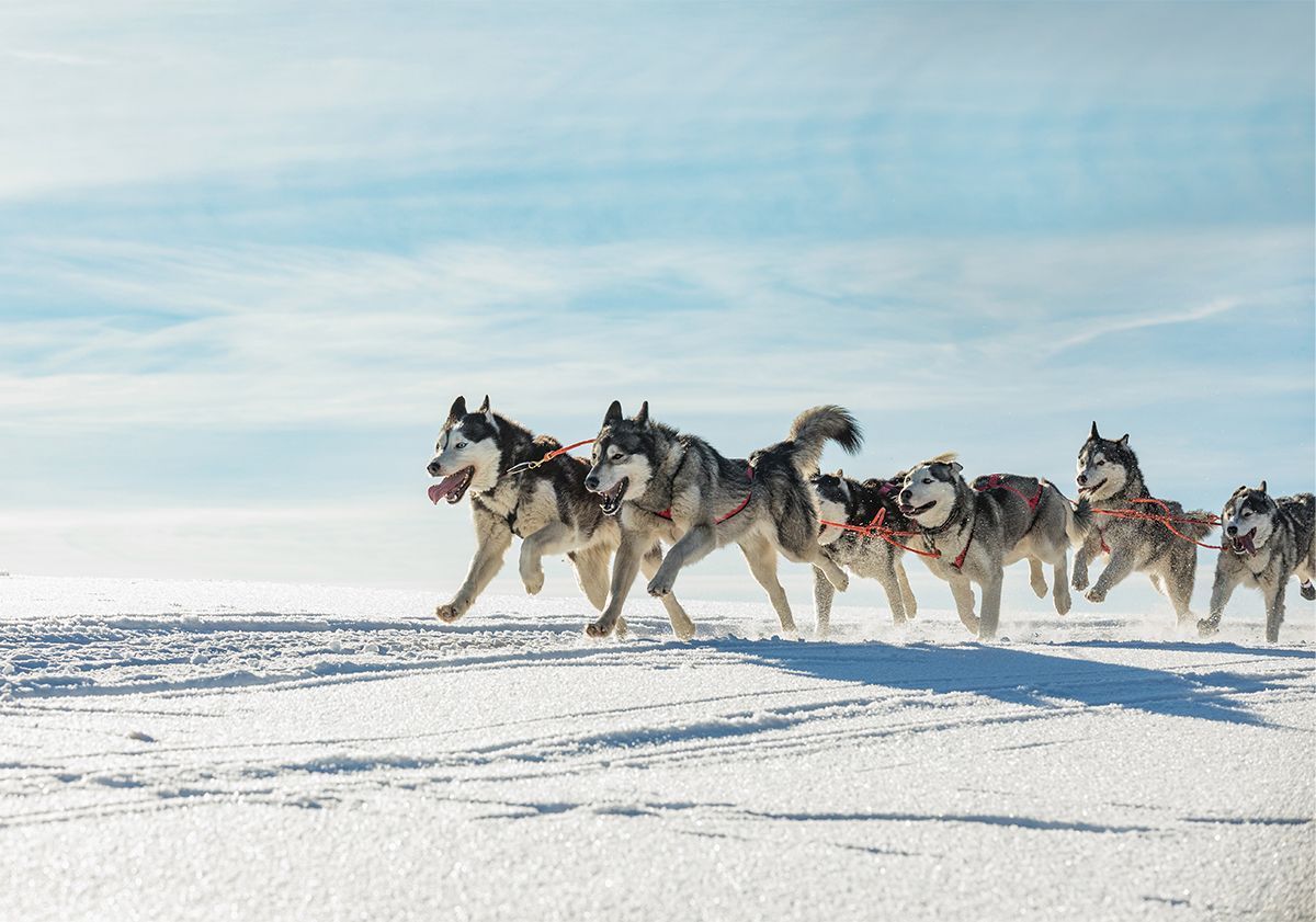 Diversi cani da slitta husky