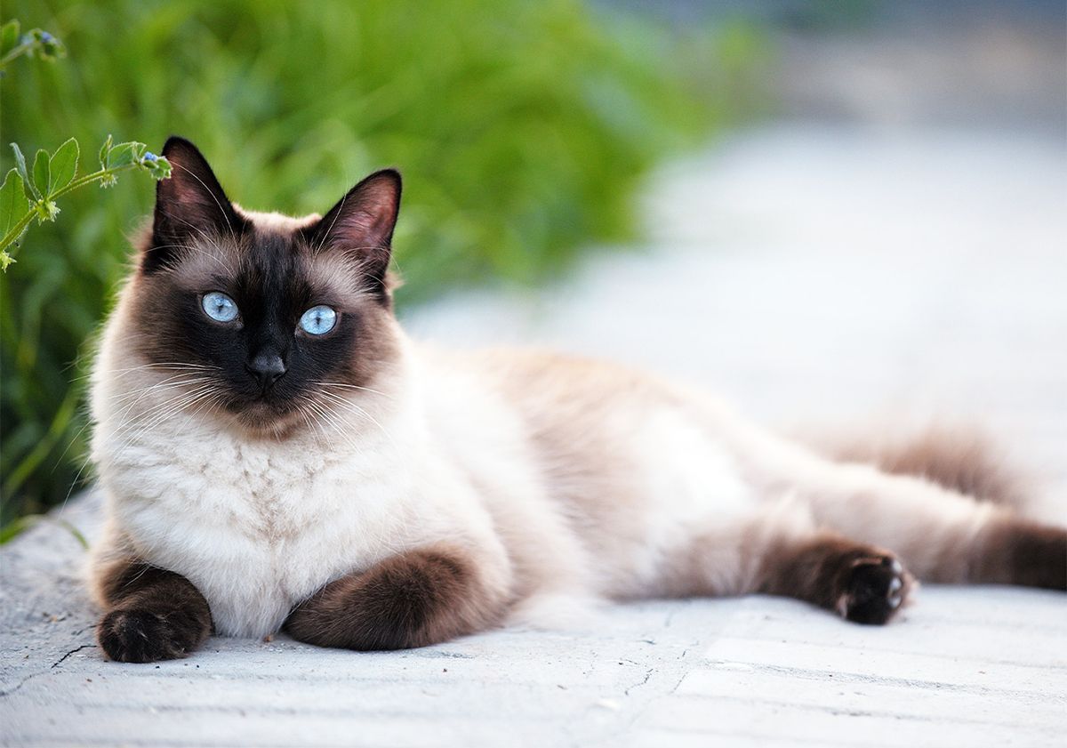 siamese