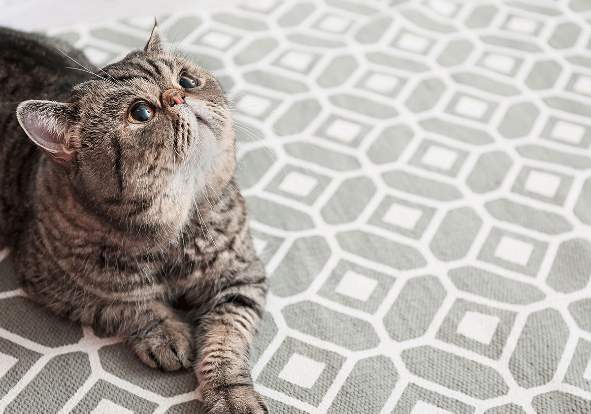 Exotic shorthair