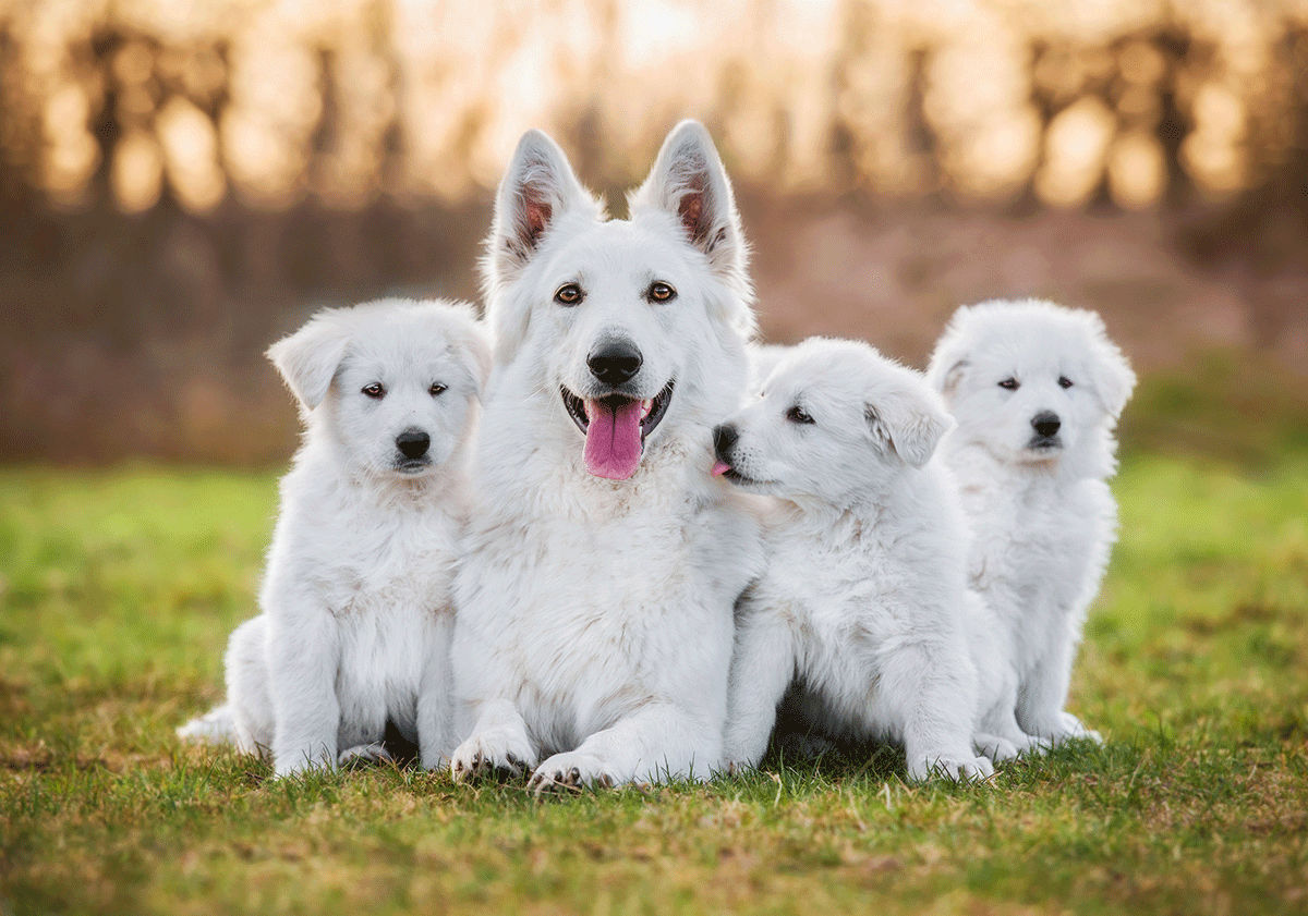 Berger blanc suisse avec ses chiots