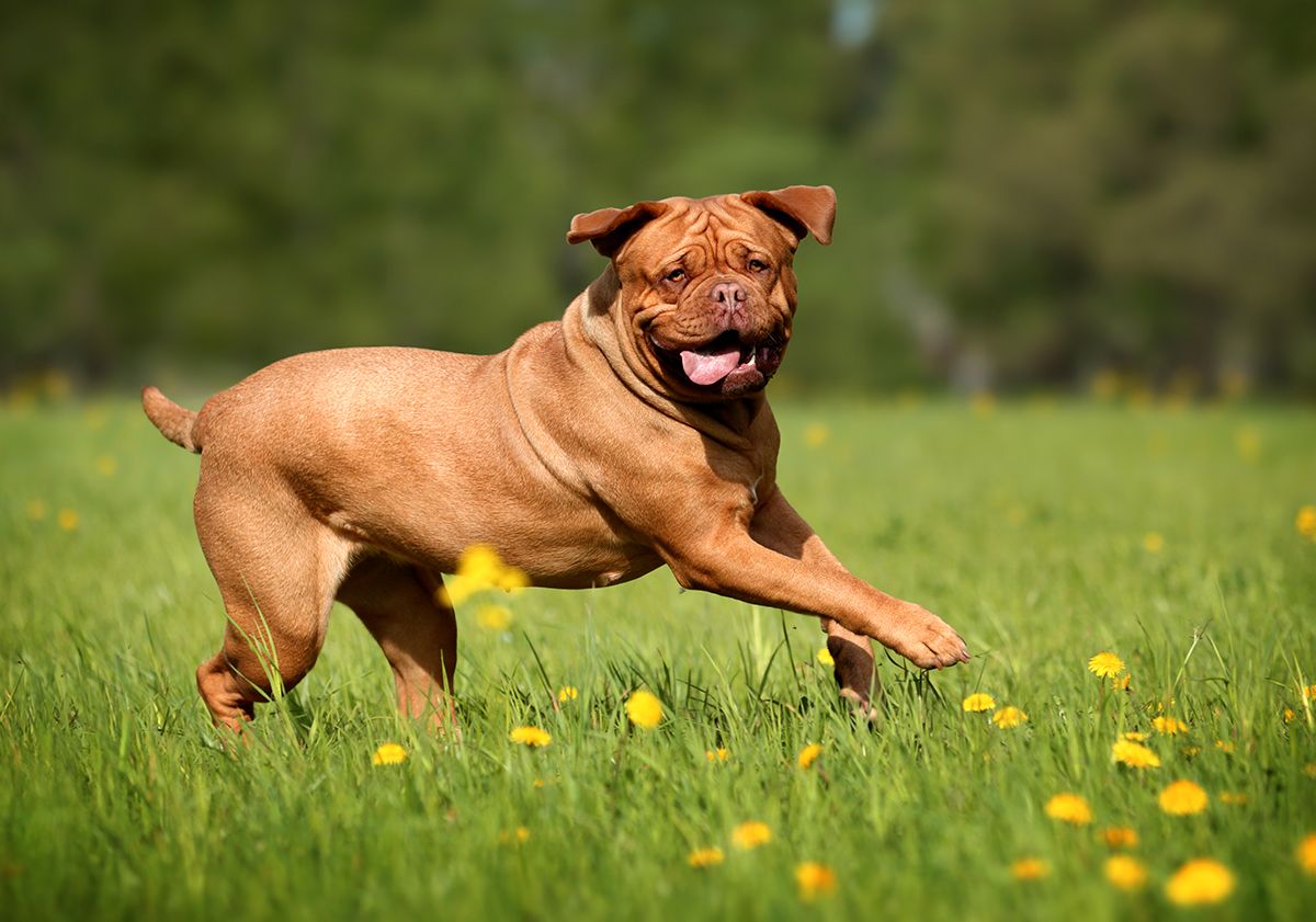 Dogue de Bordeaux jouant en extérieur