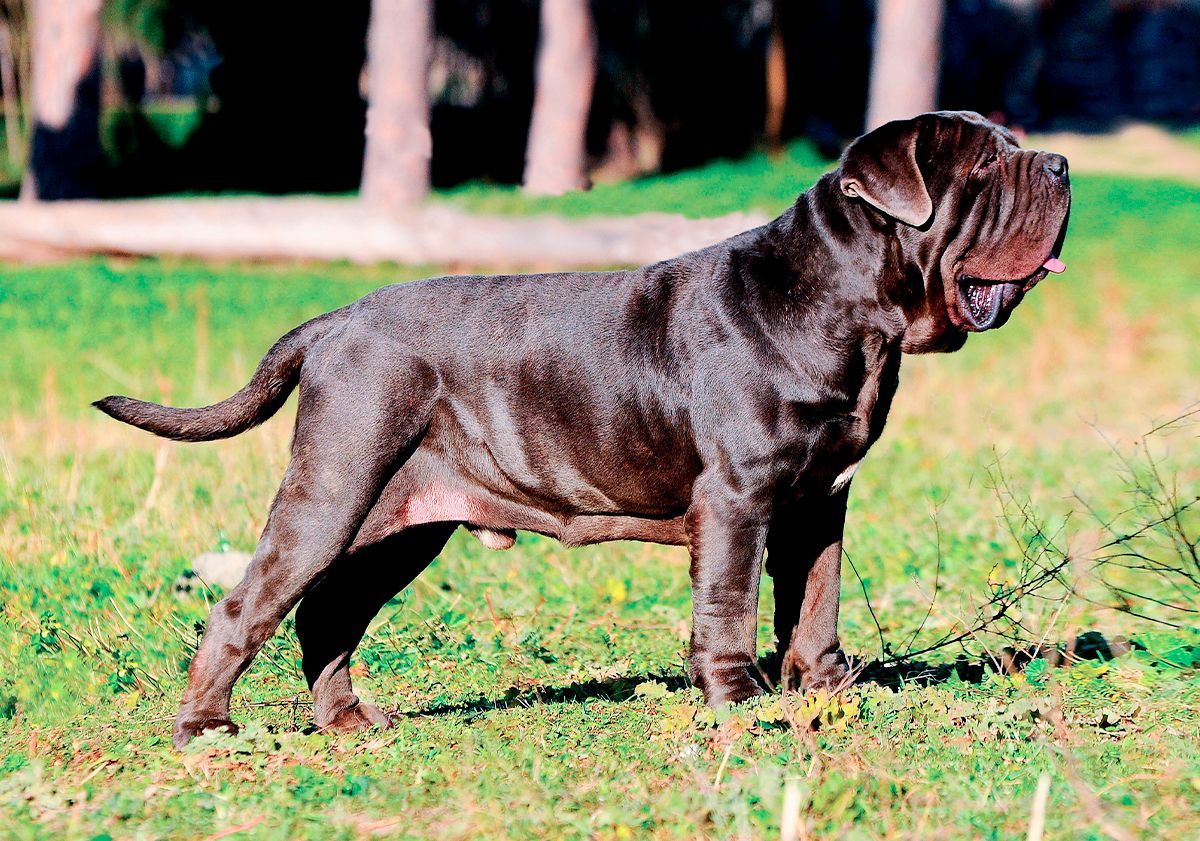 Mastiff marron en extérieur