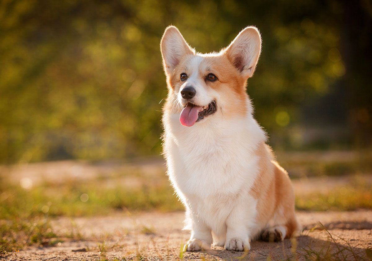 Welsh corgi pembroke