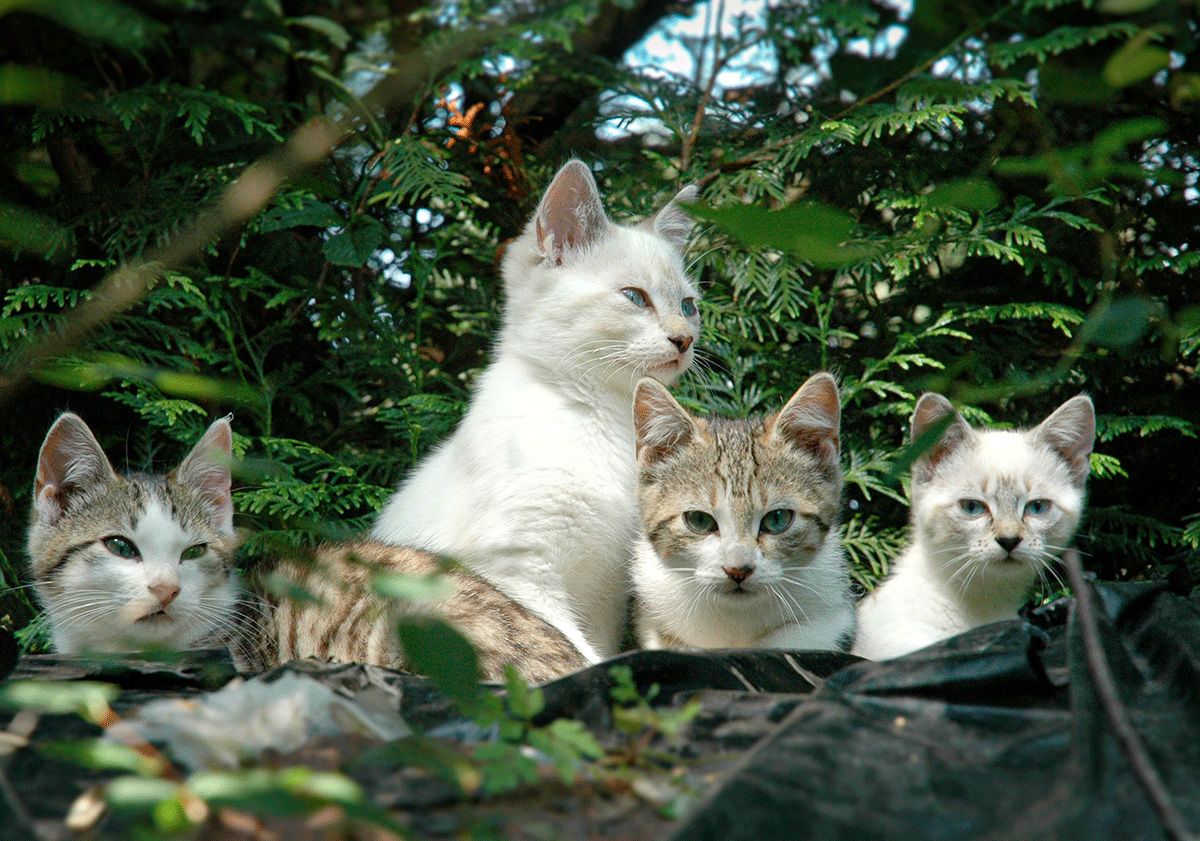 4 chats en extérieur