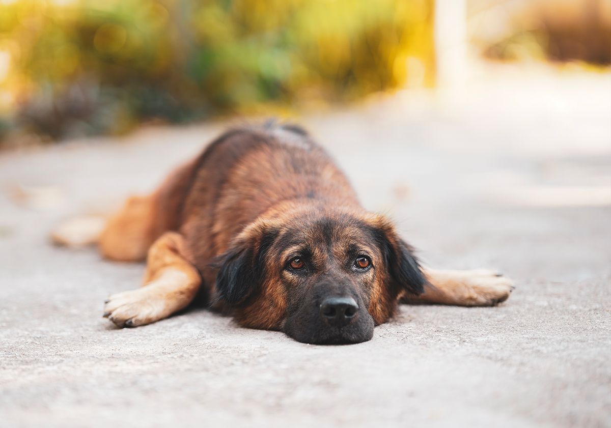 Chien couché en extérieur 