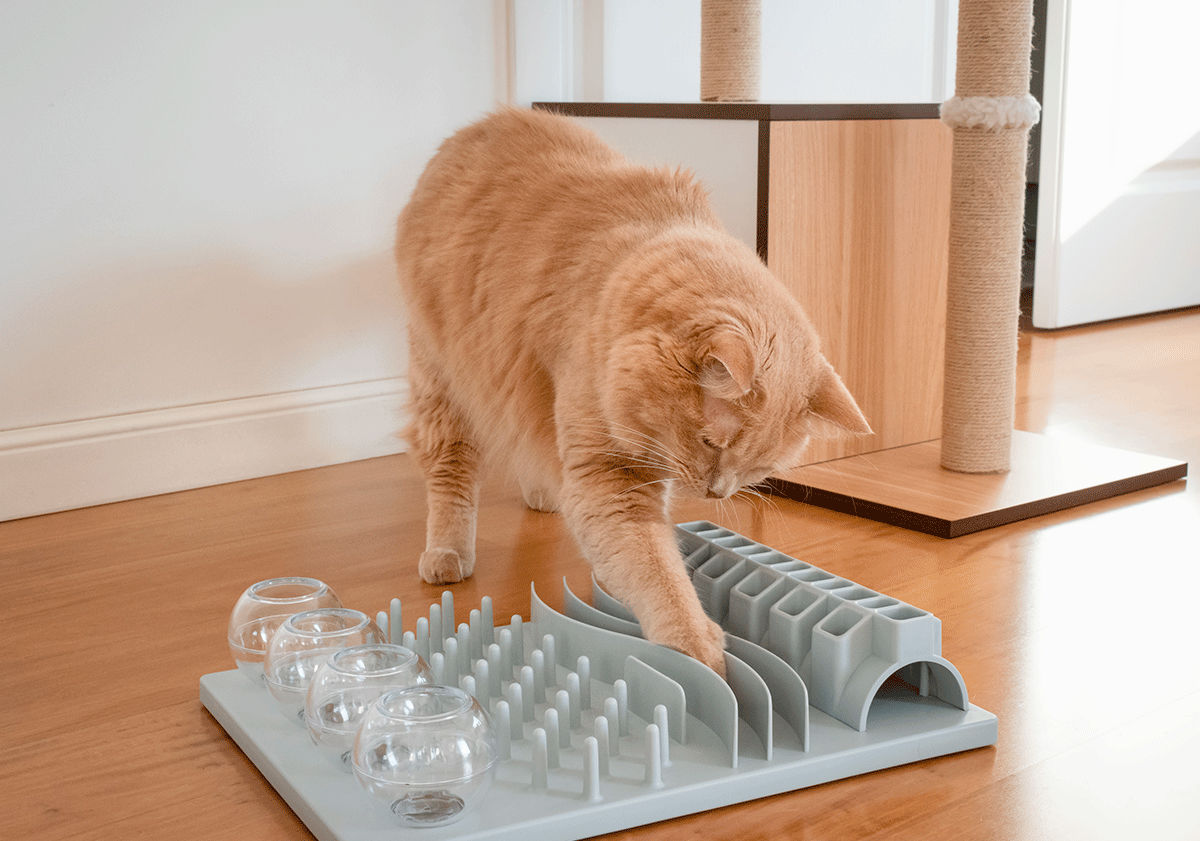 Les jeux d'intelligence pour chat
