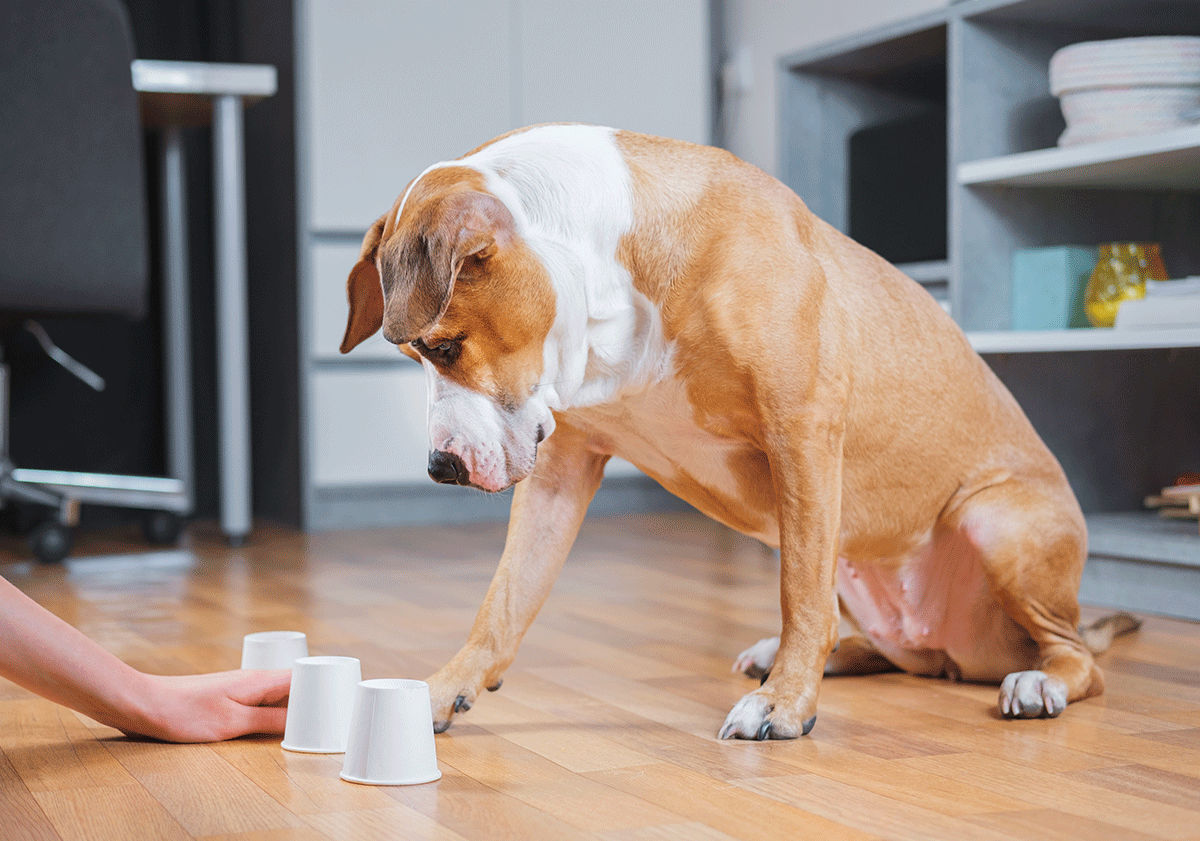 Jeux d'intelligence pour chien