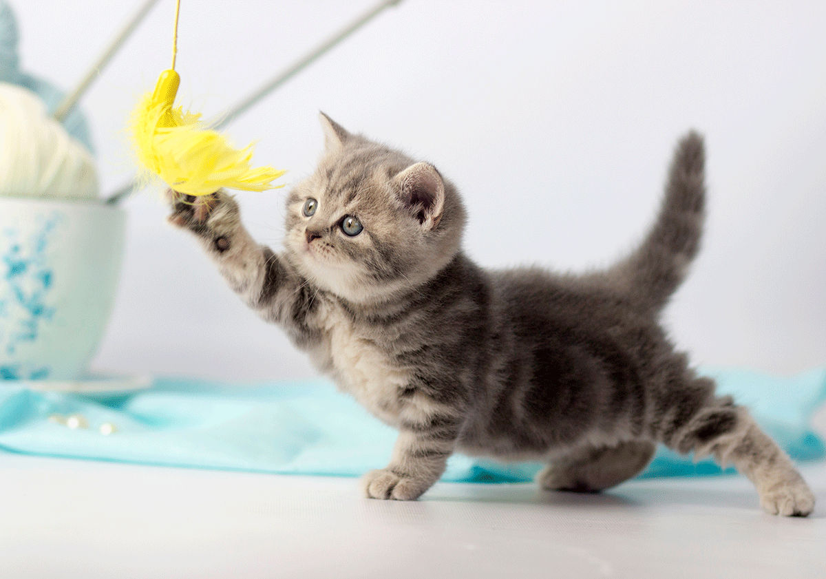 Adopter un chaton : où, quand, comment trouver son petit chat ?