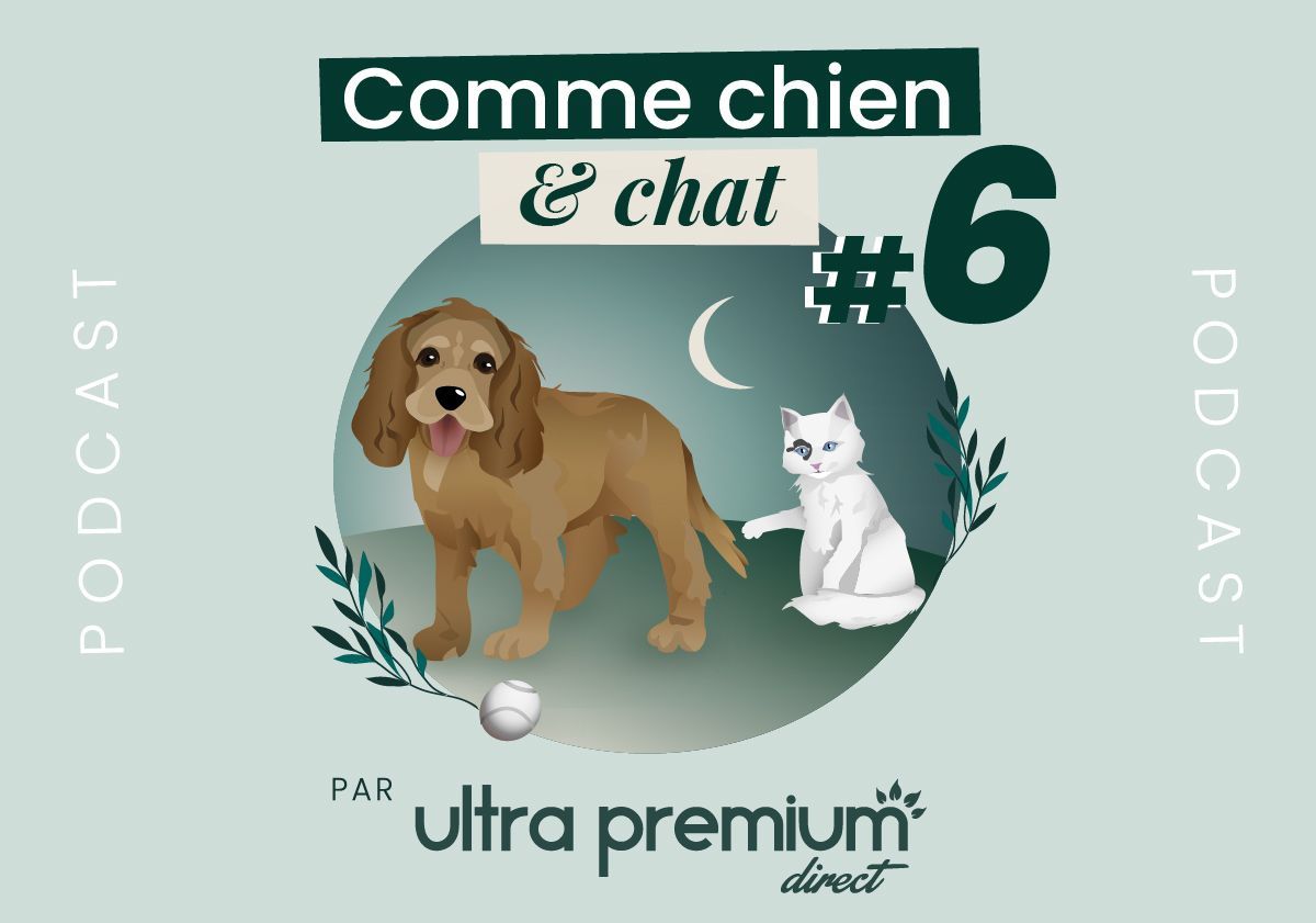 Épisode 6 podcast "Comme chien & chat"