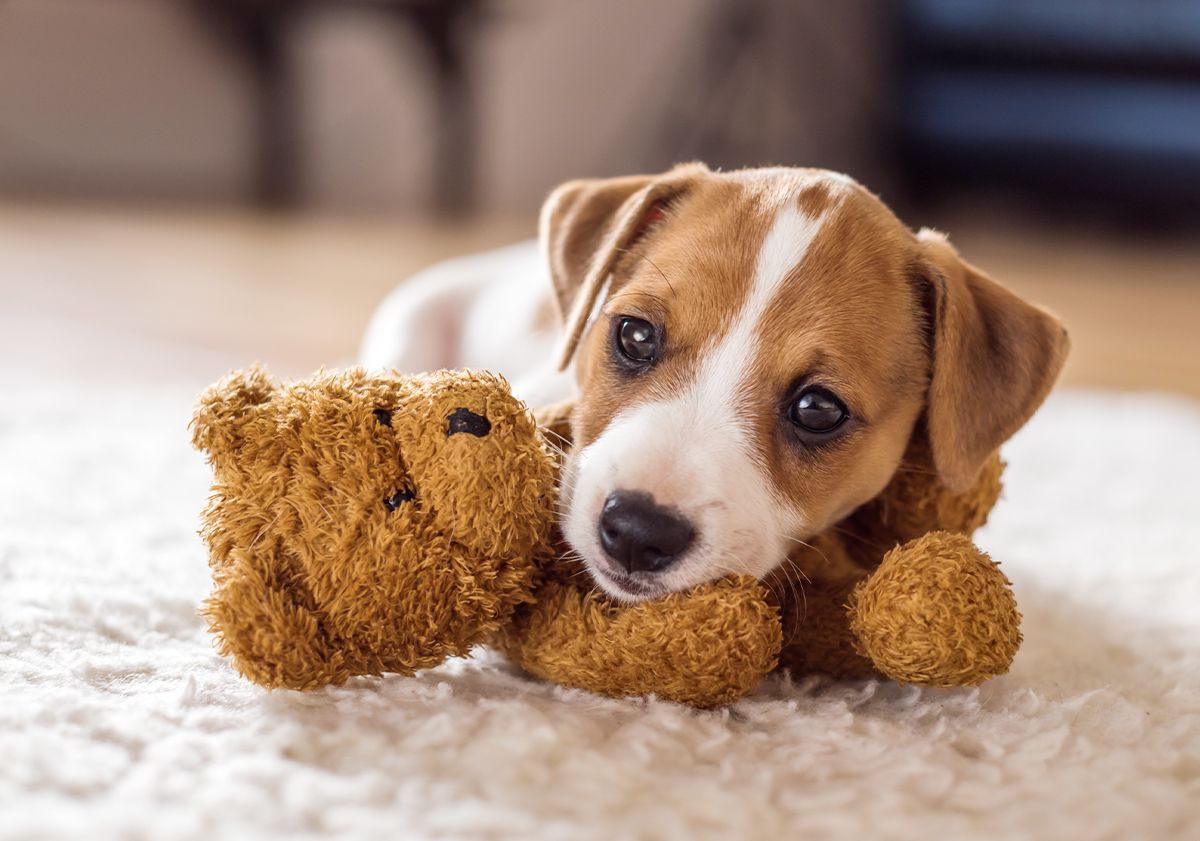 Chiot jack russell 