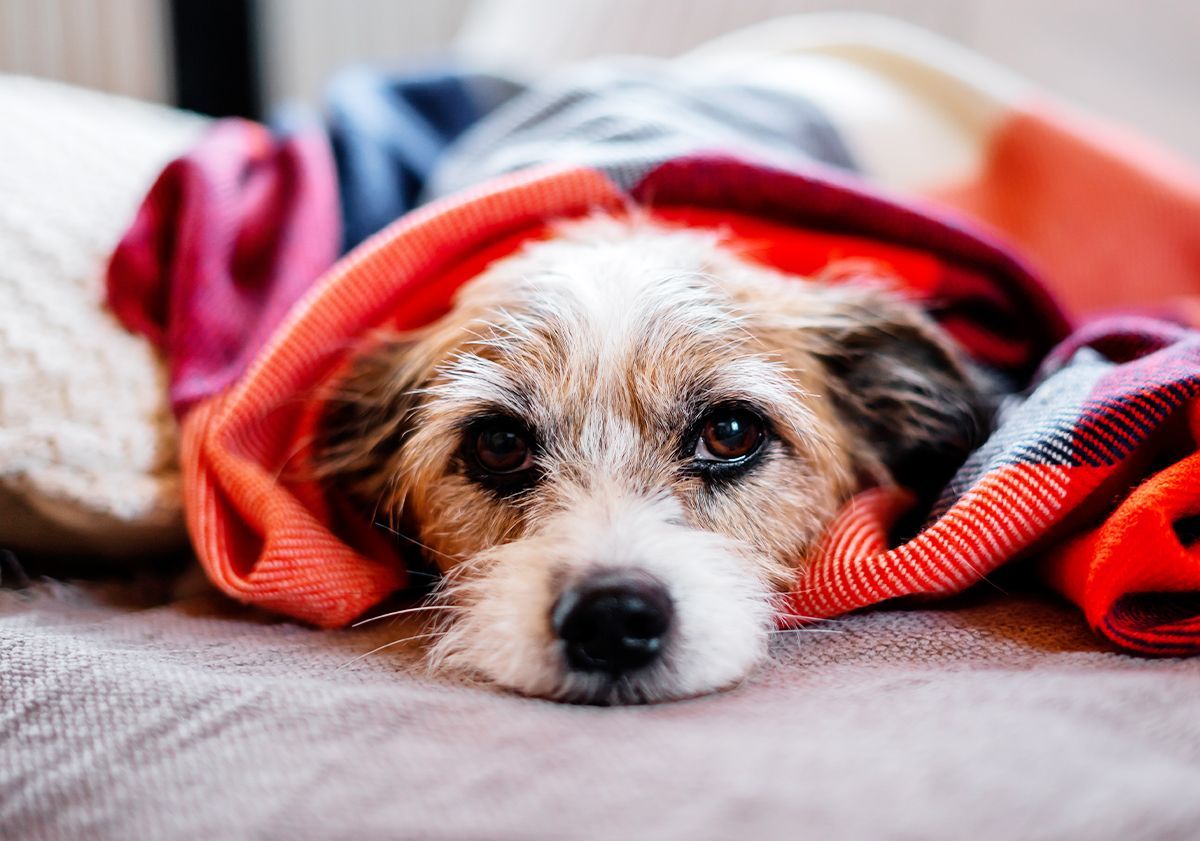 Chien ayant de la fièvre