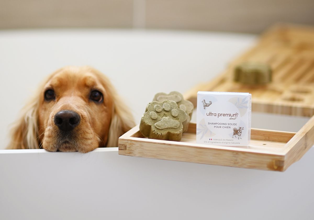 Les bienfaits du toilettage pour chien : l'hygiène du chien