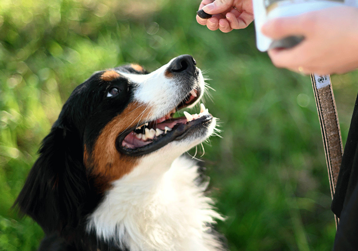 Propriétaire de chiens, attention : La voiture idéale pour vous et votre  chien !