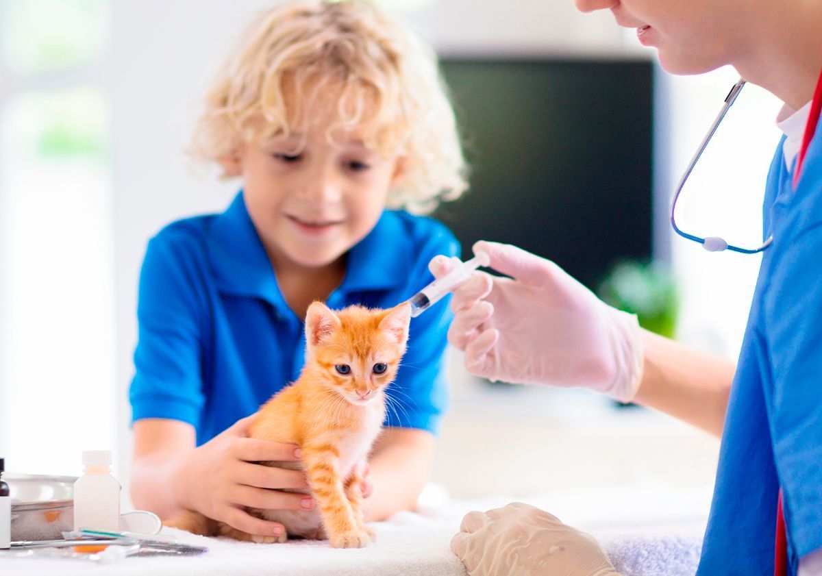 Chaton se faisant vacciner