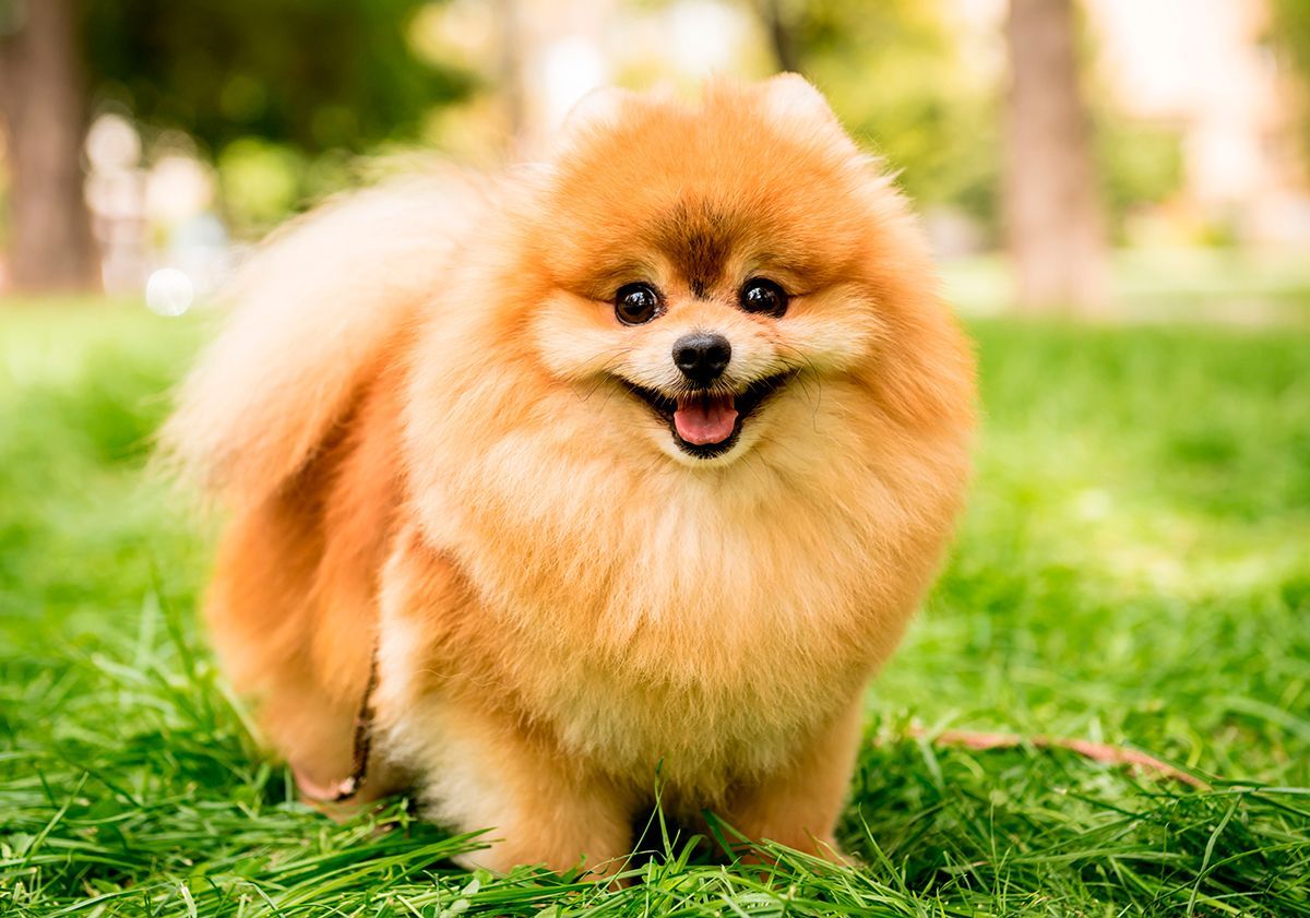 Pomeranian en gros plan