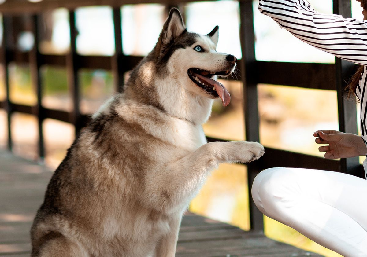 chien Husky avec son maître