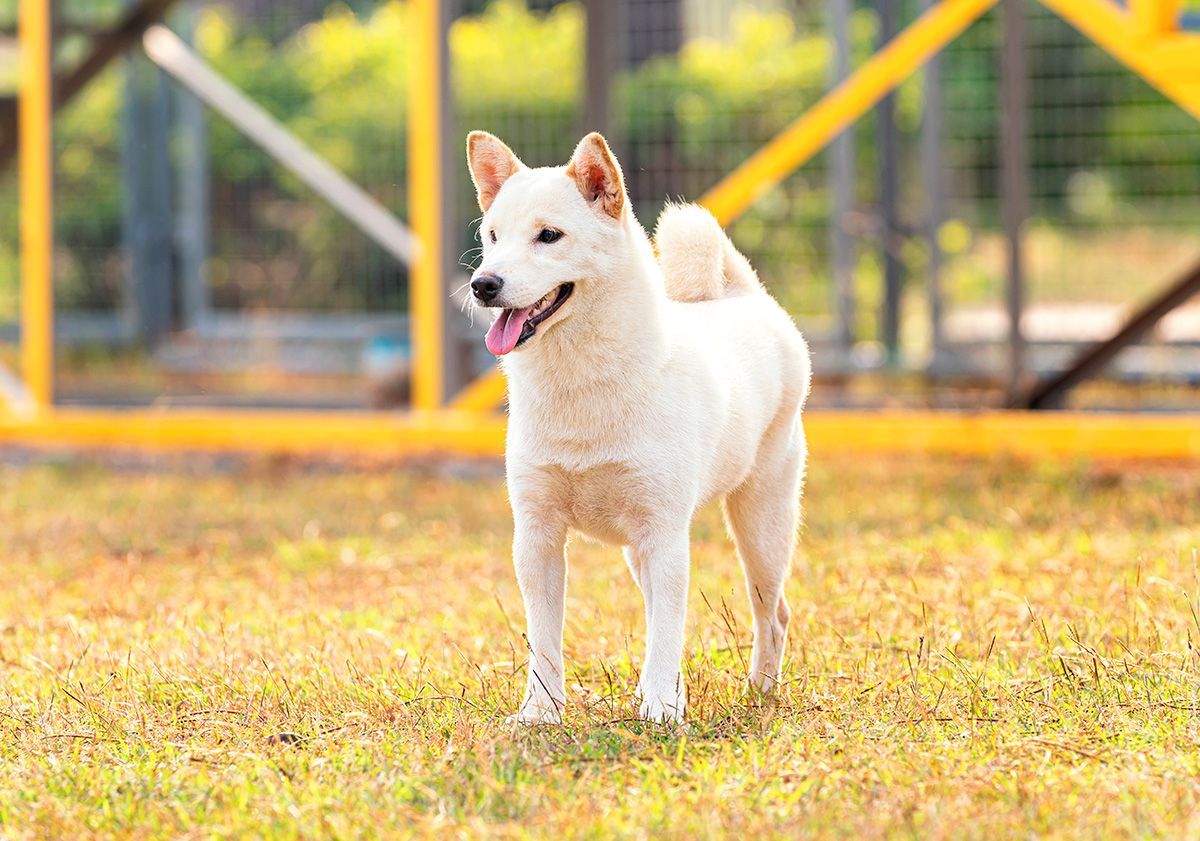 shiba inu blanc en extérieur