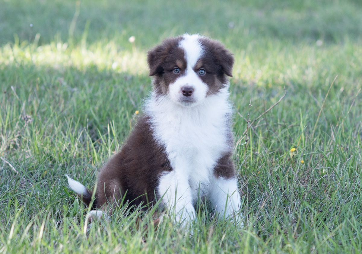 Chiot assis dans l'herbe 