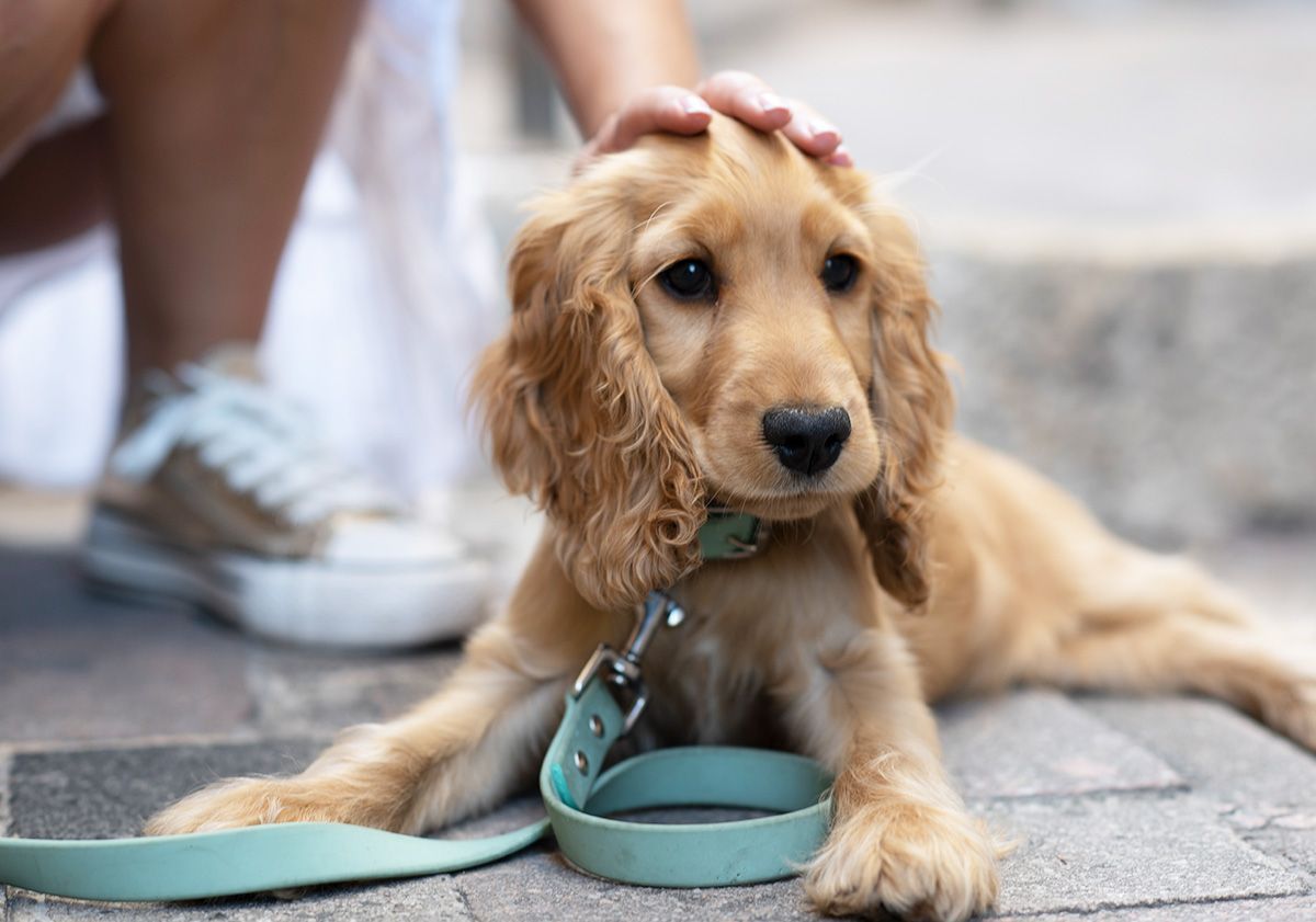 English Cocker Spaniel liegt während eines Spaziergangs auf dem Kopfsteinpflaster