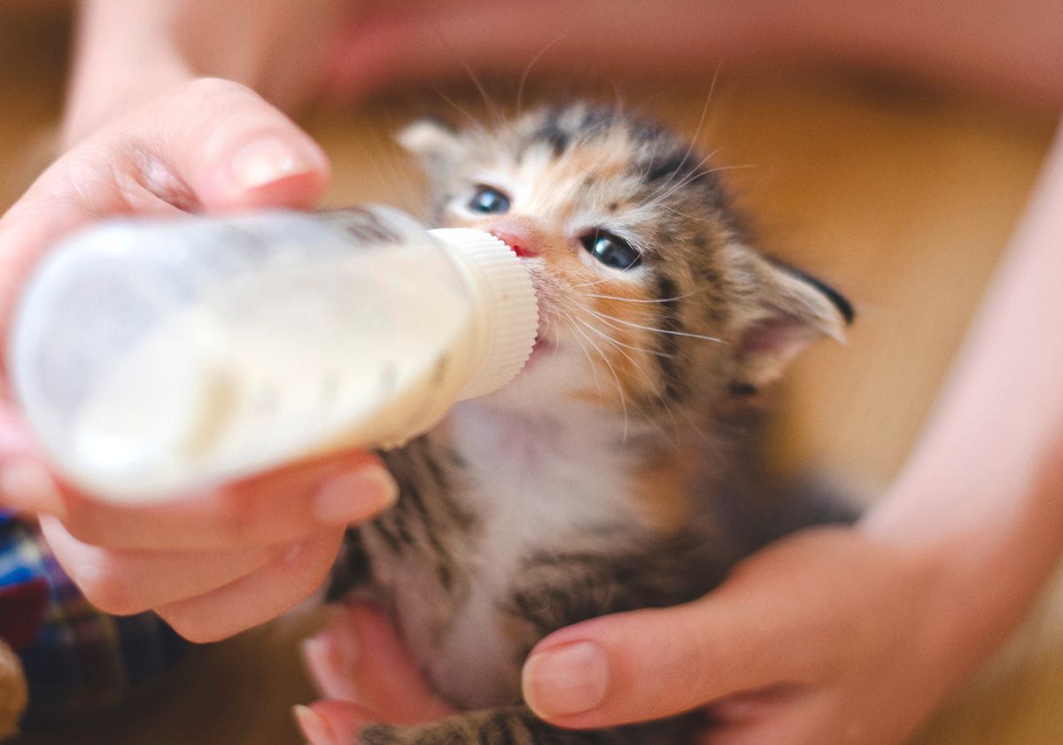 chaton buvant du lait au biberon